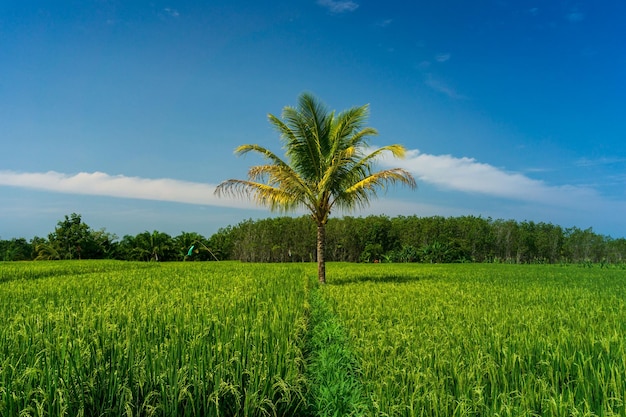 paysage naturel dans les rizières d'un petit village quand le temps est clair et le ciel est bleu