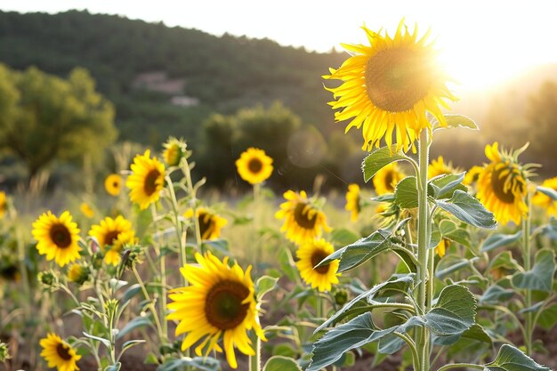 Paysage naturel du champ de tournesols par une journée ensoleillée