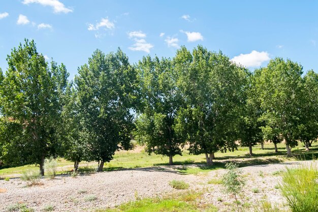 Paysage naturel en été