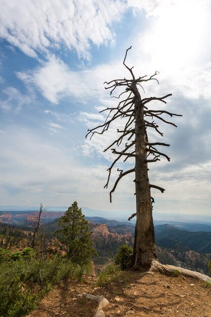 Paysage naturel de la faune avec arbre sec.