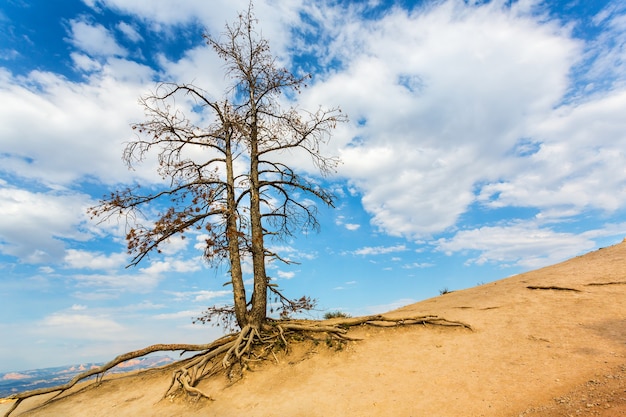 Paysage naturel de la faune avec arbre sec.