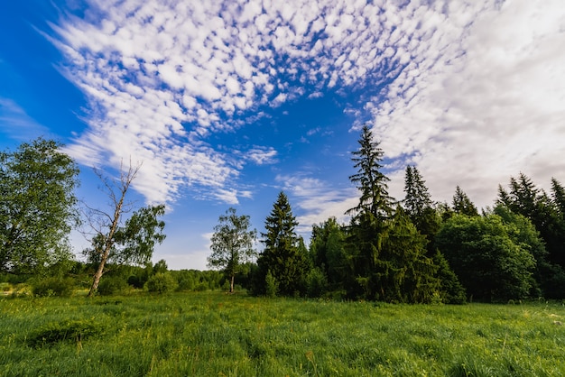 Paysage naturel avec une forêt de bouleaux et de sapins et un pré vert sur une journée d'été