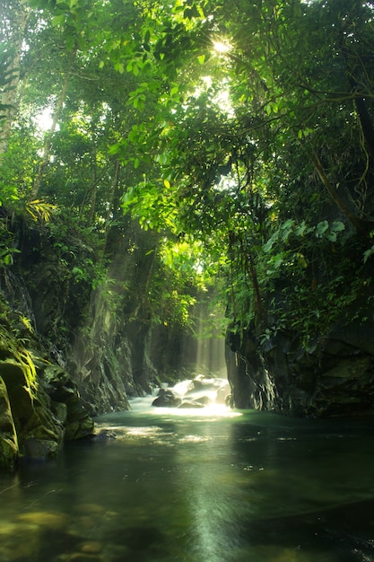 Paysage naturel de forêt tropicale avec eau courante et paysage de soleil du matin