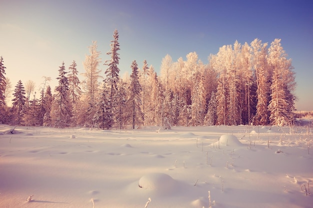 Paysage naturel d'hiver par une journée claire et ensoleillée