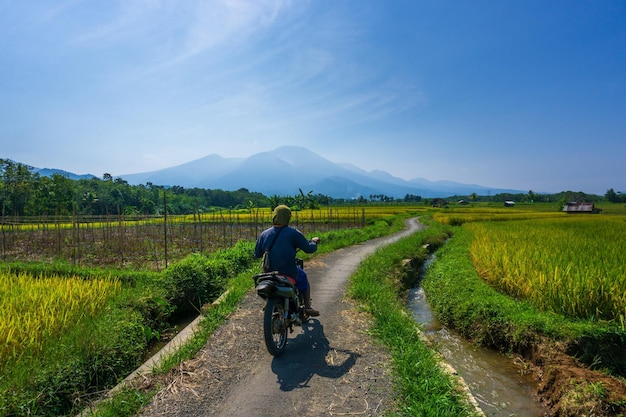Paysage naturel indonésien dans les rizières d'un petit village avec des agriculteurs à moto