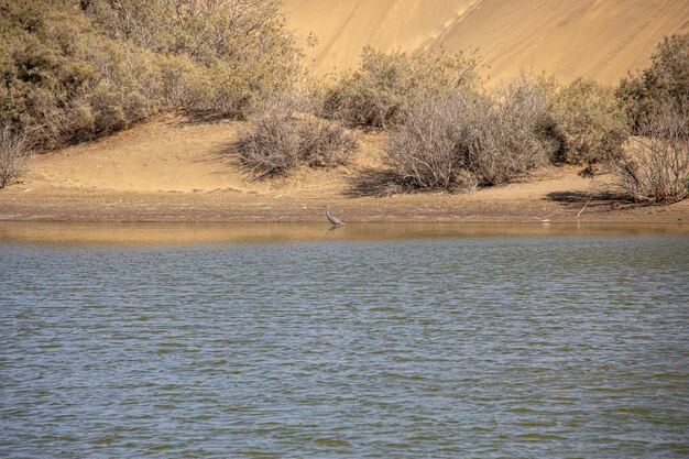 paysage naturel lac sur l'île espagnole des Canaries Gran Canaria à Maspalomas avec des dunes d'eau plantes et oiseaux sauvages