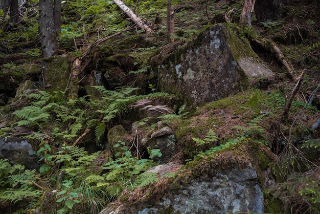 Paysage naturel de montagne. Parc naturel