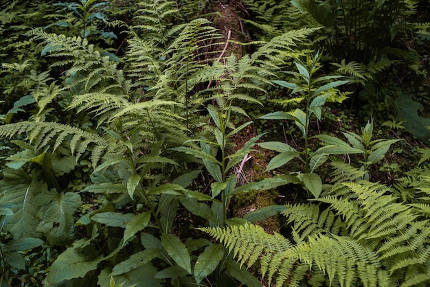 Paysage naturel de montagne. Parc naturel