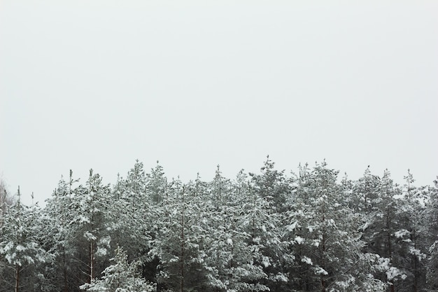 Paysage naturel de pins dans la neige