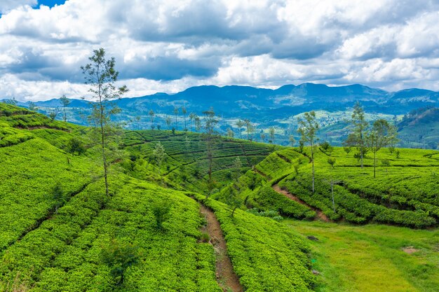 Paysage naturel pittoresque. Plantations de thé vert dans les hautes terres. Faire pousser du thé.
