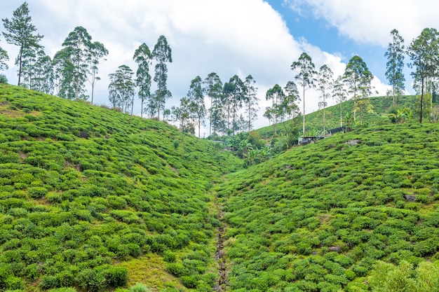 Paysage naturel pittoresque. Plantations de thé vert dans les hautes terres. Faire pousser du thé.