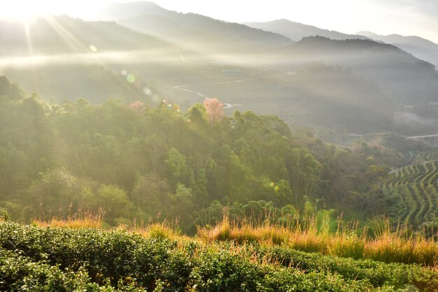 Photo paysage naturel à la plantation de thé 2000, doi ang khang, chiang mai, thaïlande