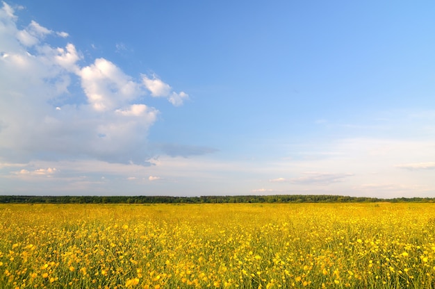 Paysage naturel de printemps avec des fleurs épanouies jaune vif