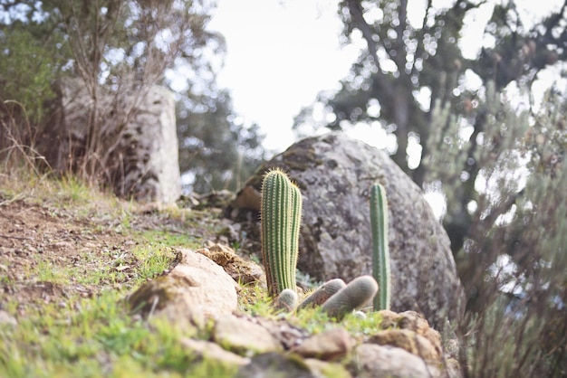 Paysage naturel avec une végétation variée, des cactus San Pedro et des rochers