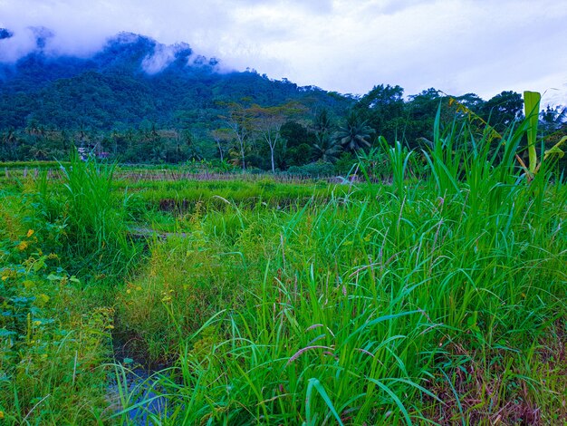 Paysage naturel verdoyant sous la colline