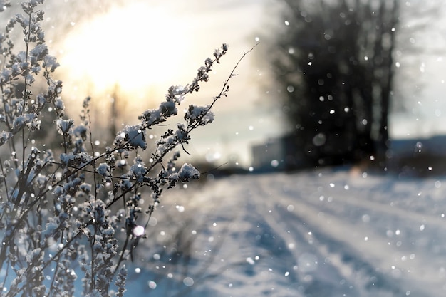 Paysage neige sur herbe macro arbre hiver