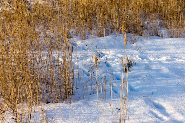 Paysage de neige d'hiver avec des traces sur une congère et un vieux roseau sec et un carex