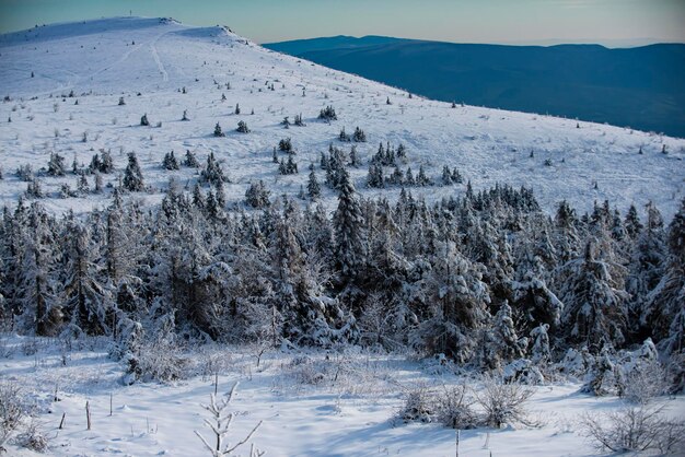 Paysage de neige, montagnes enneigées. Beau paysage d'hiver avec des arbres couverts de neige. L'hiver en forêt