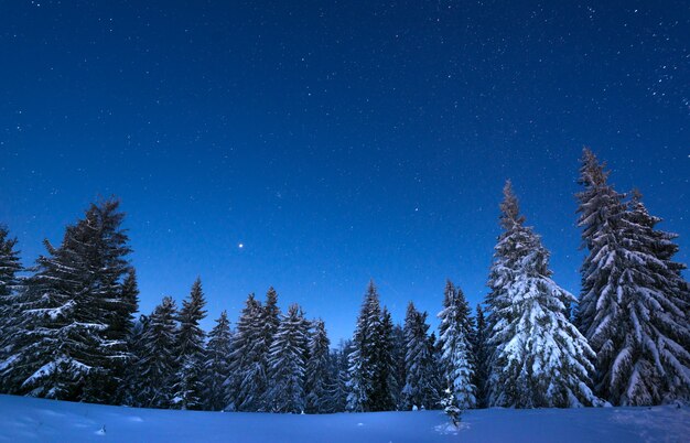 Paysage nocturne envoûtant de sapins enneigés poussent parmi les congères dans le contexte de chaînes de montagnes non montagneuses et d'un ciel étoilé