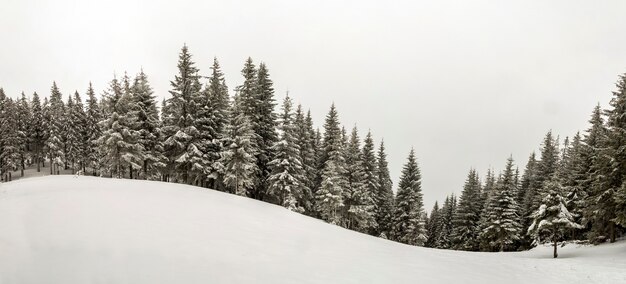 Paysage de Noël du Nouvel An de montagne d'hiver noir et blanc. De grands pins couverts de givre dans la neige profonde et claire dans la forêt d'hiver.