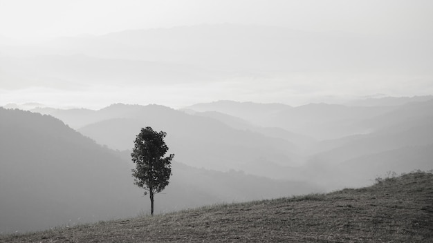 Paysage noir et blanc avec arbre solitaire sur la colline et la vallée couverte de peinture à l'huile de fond de brouillard