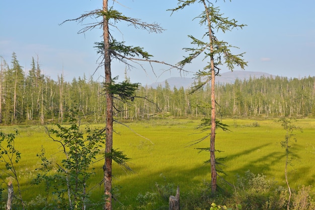 Paysage nordique d'été