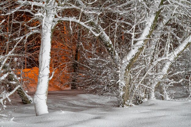 Paysage de nuit d'hiver - arbres dans la neige et lampadaires brillants. Scène de nuit colorée avec tre