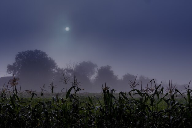 Photo paysage de nuit avec la lune dans le ciel