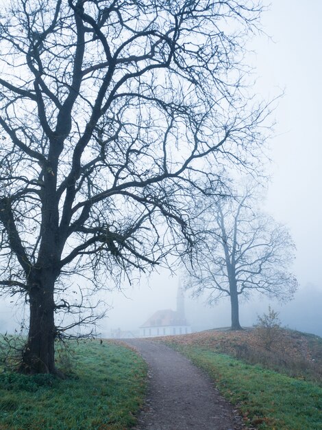 Paysage d'obscurité mystique avec arbre, route et brouillard.