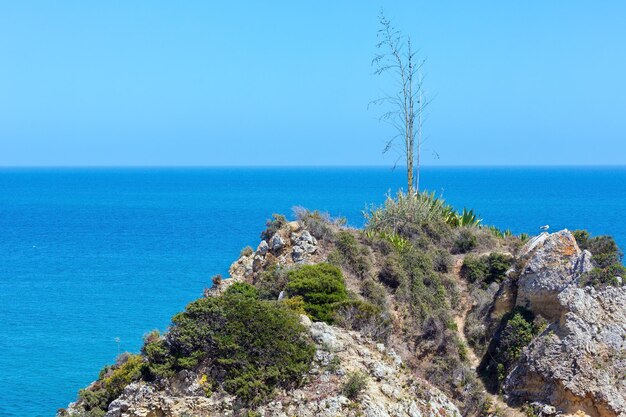 Paysage de l'océan Atlantique et petit arbre sur la falaise.