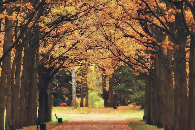 Paysage d'octobre / automne dans le parc, arbres jaunes d'octobre, allée dans le paysage d'automne