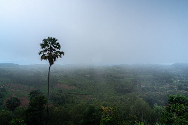 Paysage De Palmier Avec Brouillard Dans La Forêt Tropicale Le Jour De Pluie Le Matin