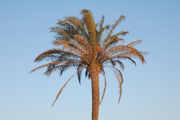 Paysage d'un palmier avec un ciel bleu