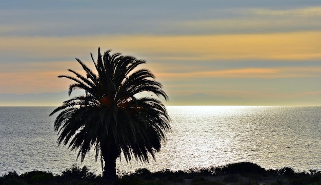 Paysage avec un palmier sur la côte à la lumière du matin