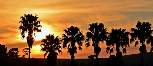 Paysage avec des palmiers au coucher du soleil et un ciel africain