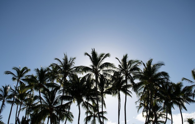 Paysage de palmiers avec paradis tropical ensoleillé cocotiers tropicaux sur fond de ciel nature