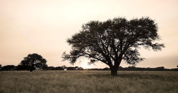 Paysage de pampa