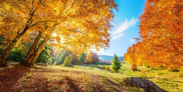 Paysage panoramique des arbres d'automne sur le pré de grands arbres colorés avec des feuilles dorées du vrai soleil belle journée d'automne