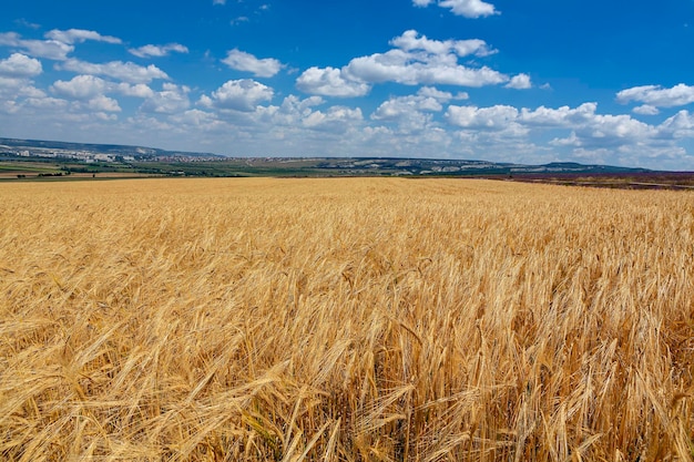Paysage panoramique d'un champ de blé et ciel bleu sur fond de nuages..