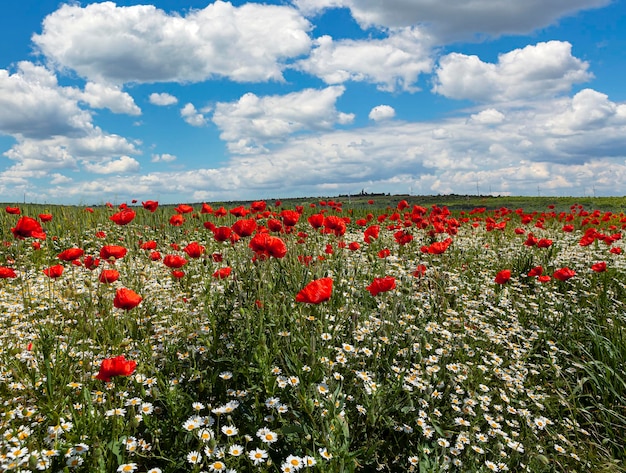 Paysage panoramique Coquelicots rouges et marguerites dans un champ de blé dans le Kouban..