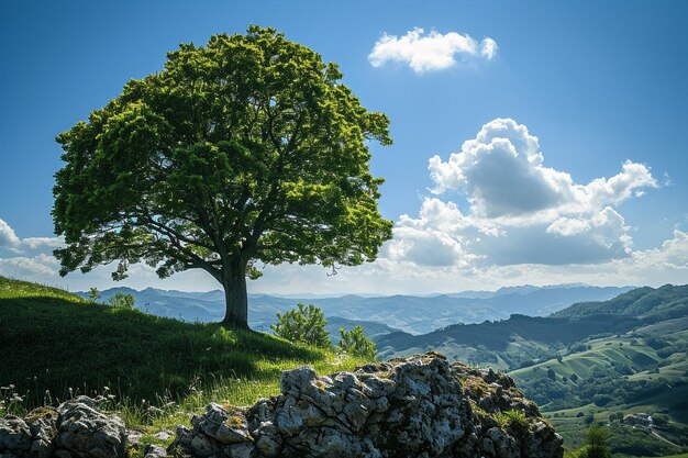 Photo paysage par une belle journée