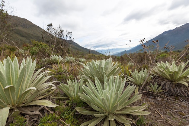 Paysage Paramo près de Mérida avec nuages Venezuela