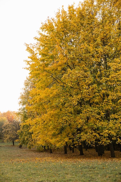 Paysage de parc d'automne au coucher du soleil feuilles jaunes et orange sur les branches