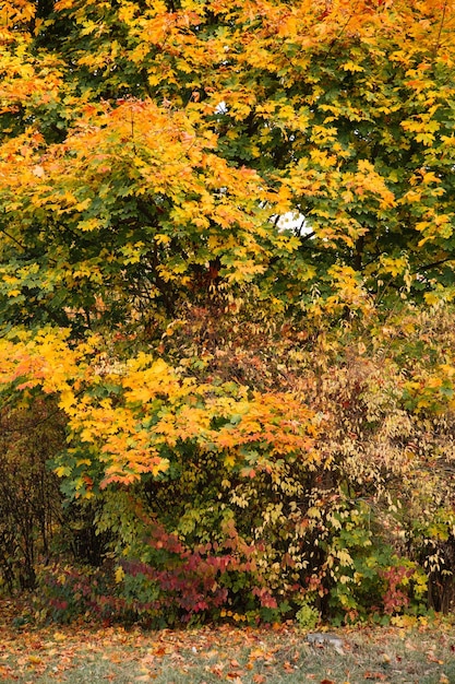 Paysage de parc d'automne feuilles jaunes et oranges sur les branches