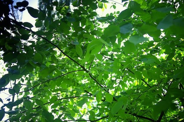 paysage de parc d'été, arbres verts et passerelle dans le parc de la ville d'été