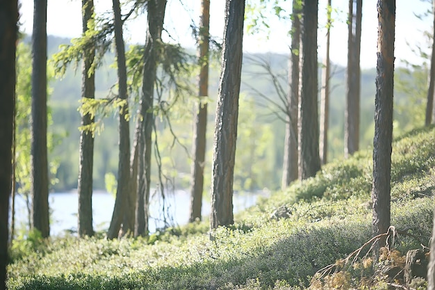 paysage de parc d'été / vue saisonnière, arbres verts en été, promenade nature concept, écologie, éco