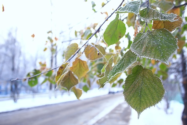 paysage de parc de novembre, temps de neige de noël, dans un parc de la ville avec un étang