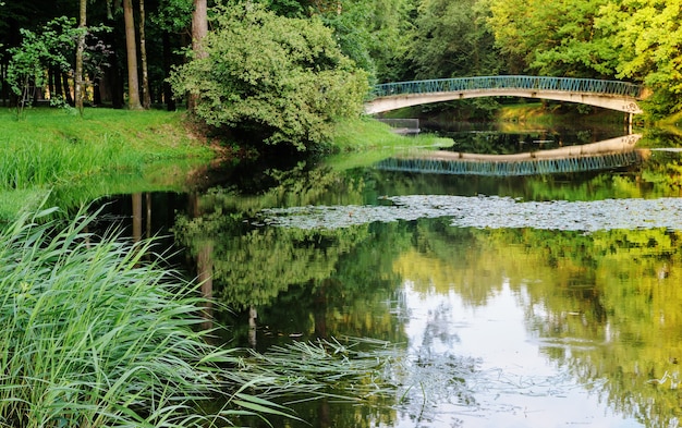 Paysage d'un parc de la ville. Une côte avec des roseaux. Un pont sur un lac.