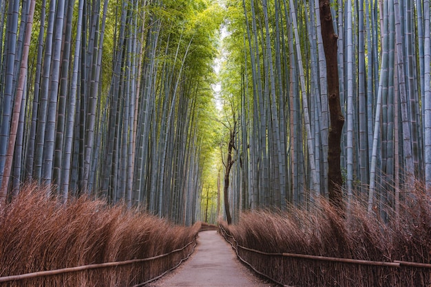 le paysage de la passerelle et de l'herbe sauvage dans la forêt de bambous