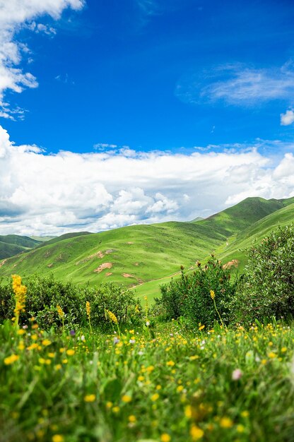 Paysage pastoral